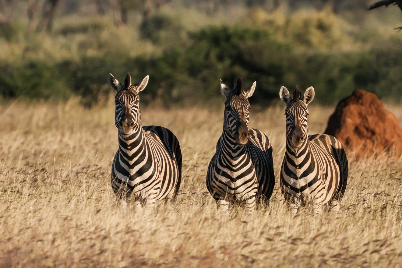 Steppenzebra-Blog