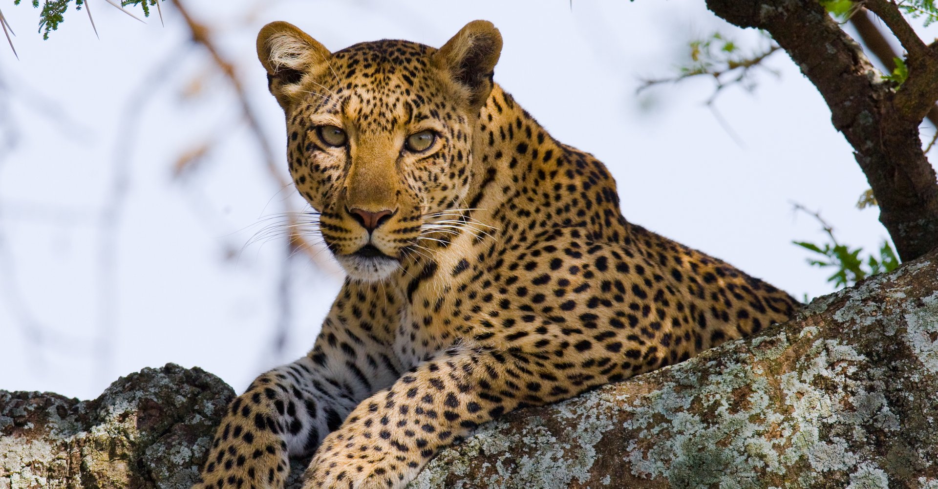 Header-Leo