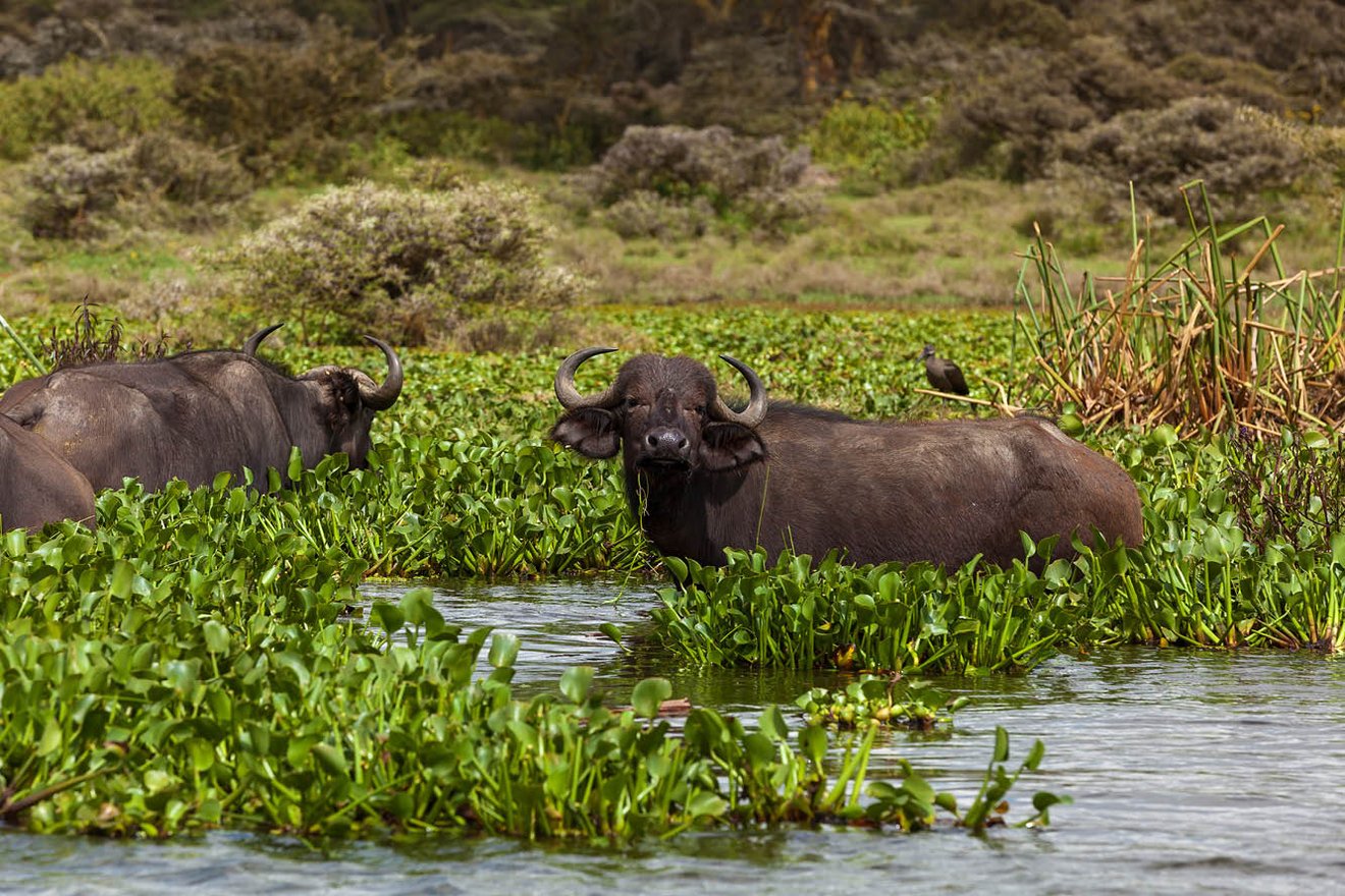 Kambaku-Tours-Caprivi6