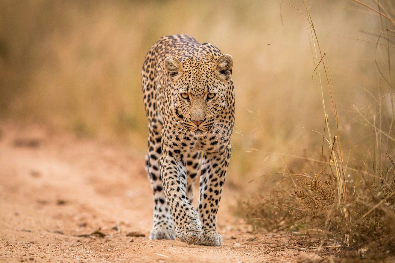 Leopard4