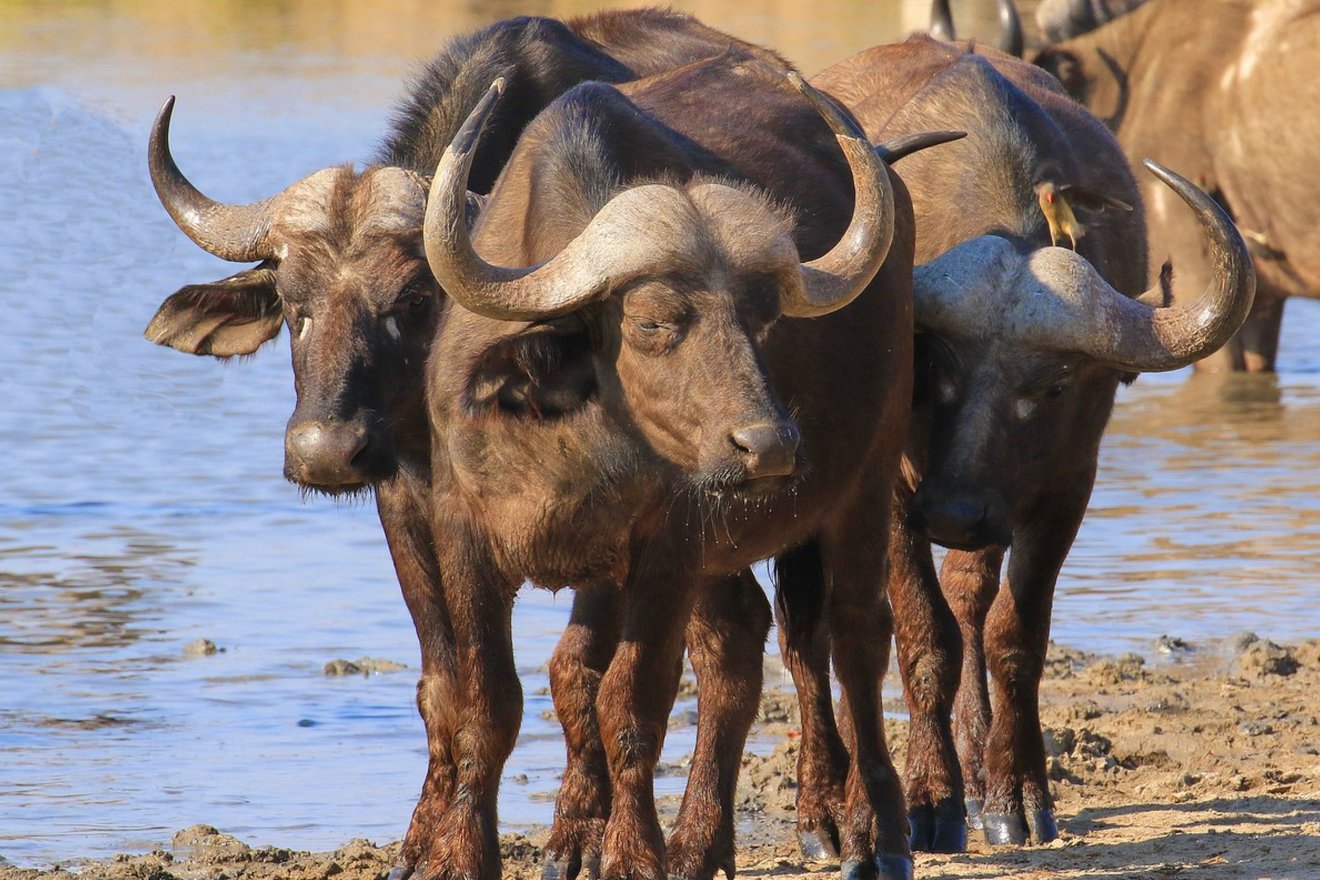 Kambaku-Tours-Wetlands7