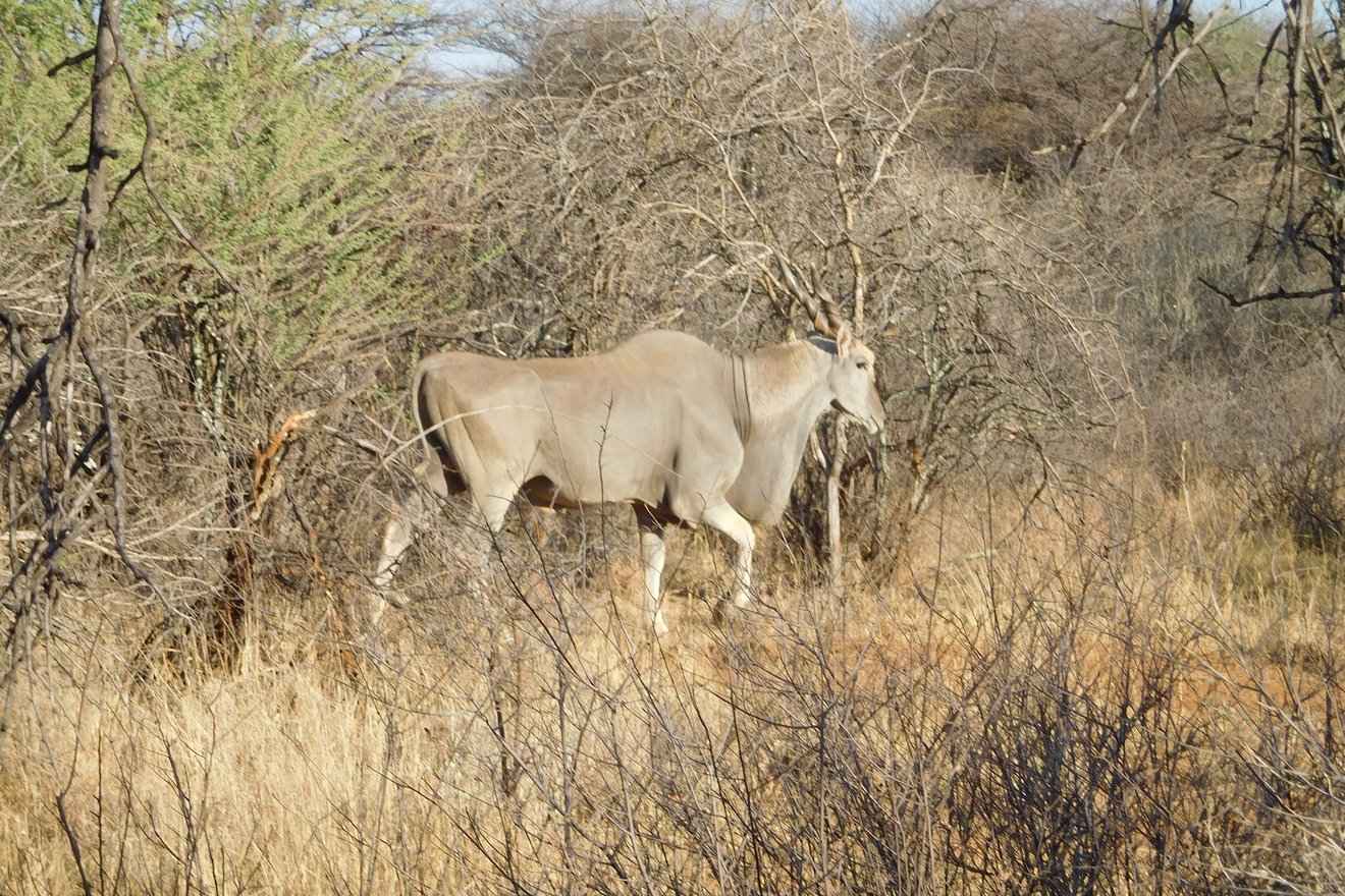 Eland