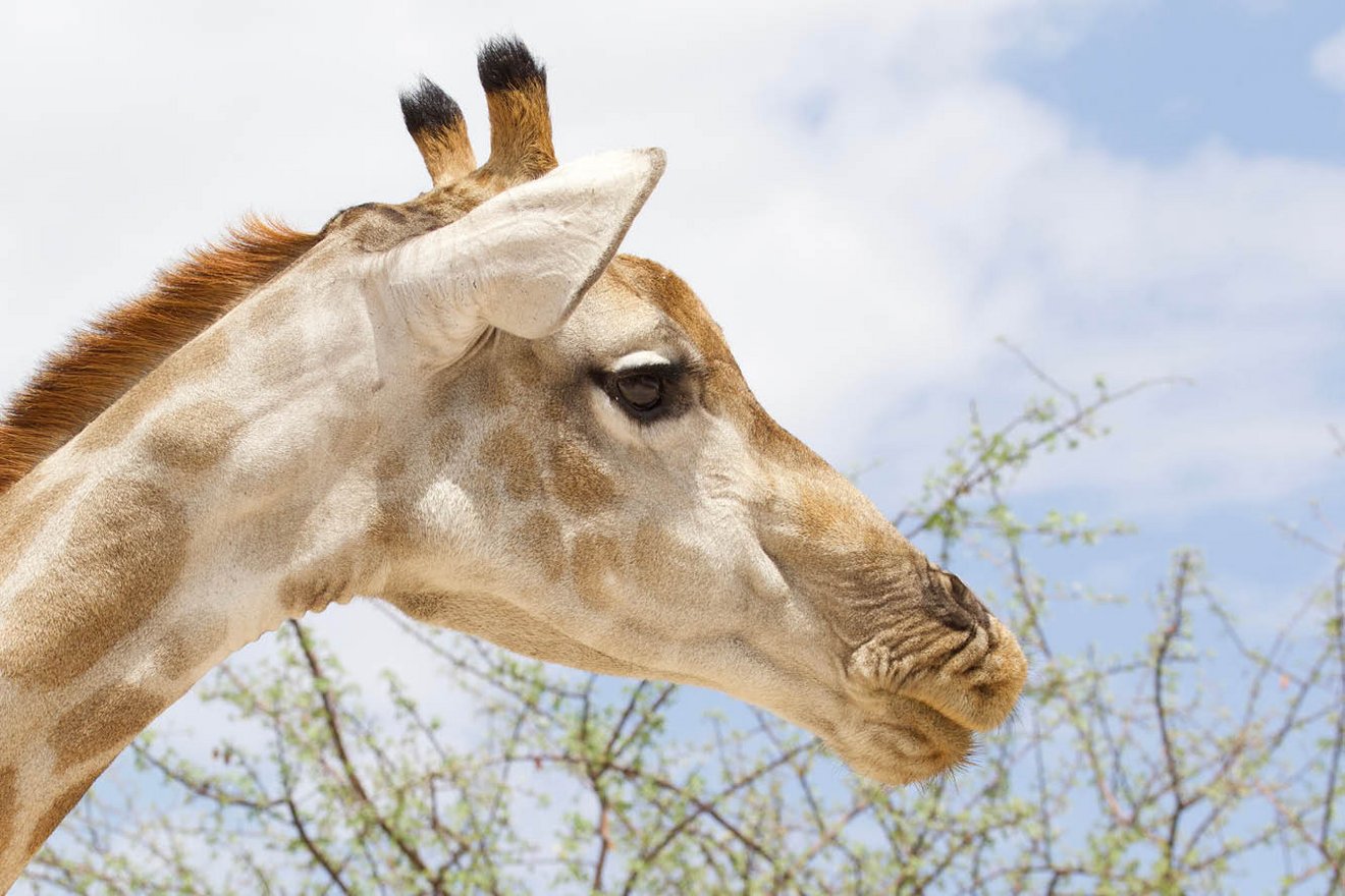 Kambaku-Wildlife-Giraffe