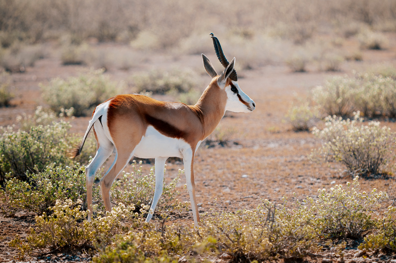 Kambaku-Springbock-Teaser