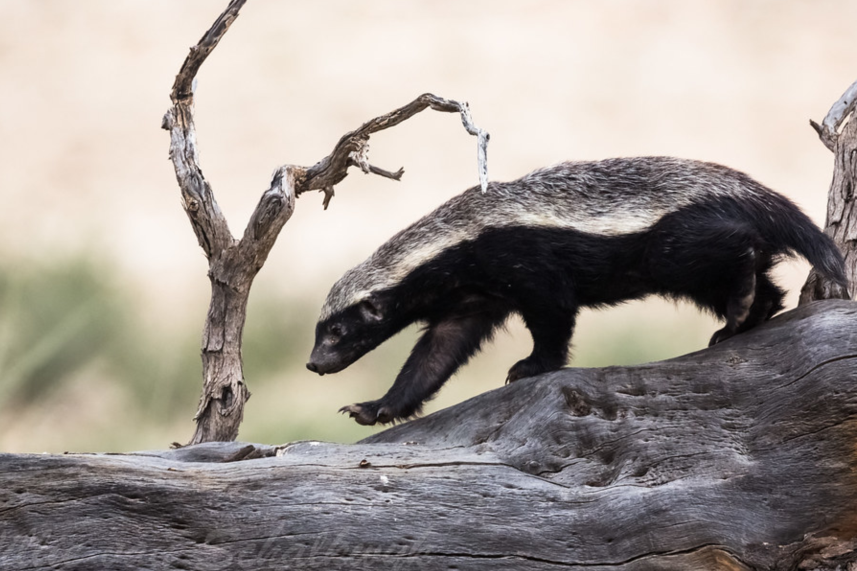honeybadger2