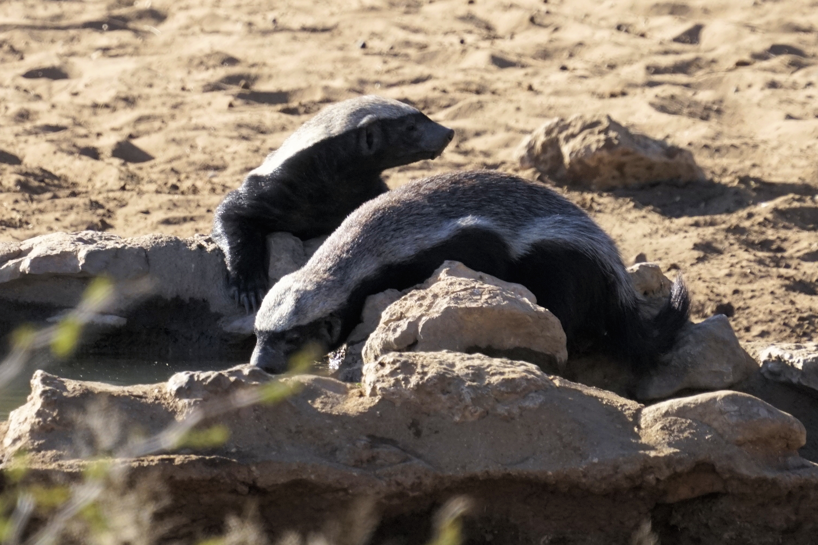 honeybadgers