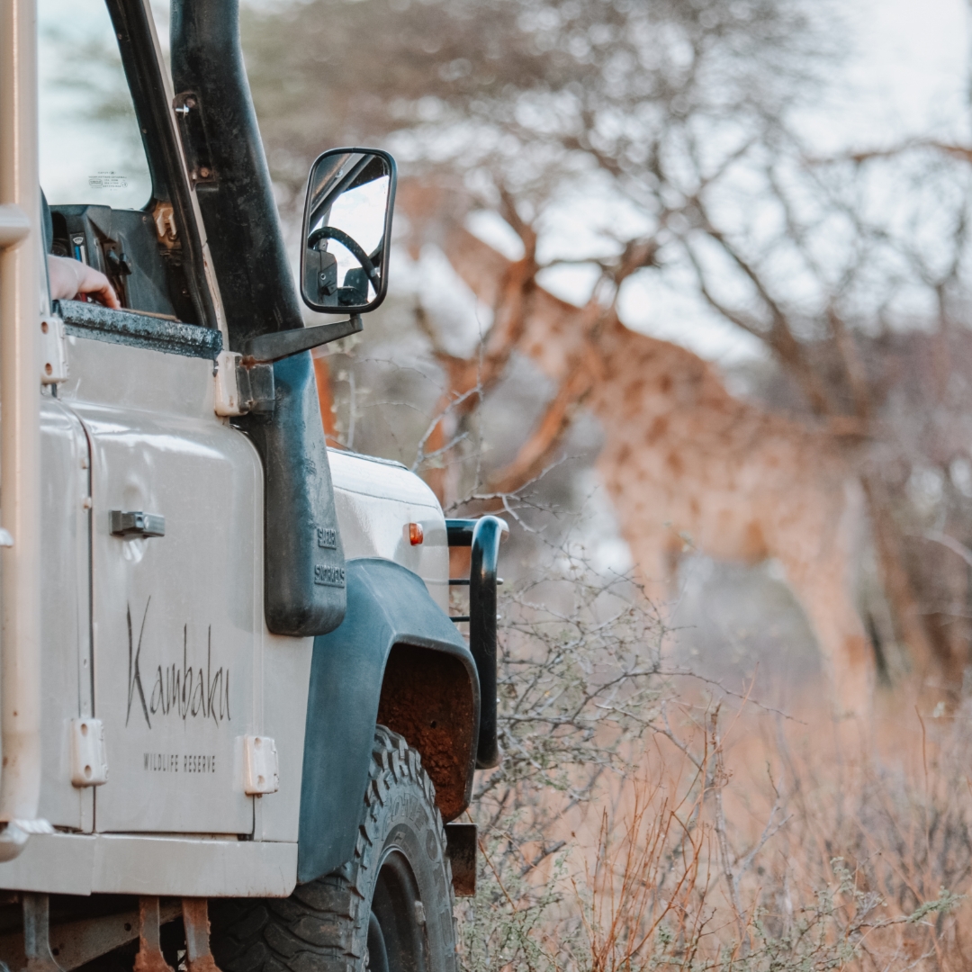 Safari-Fahrt mit Giraffe in Afrika