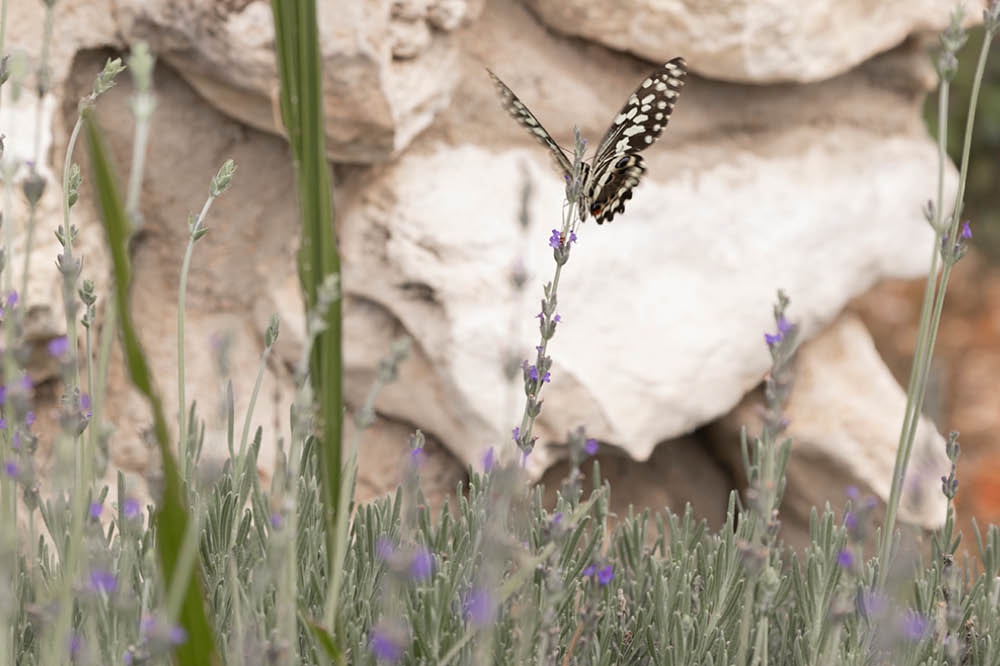 Kambaku-Lodge-Garten-9