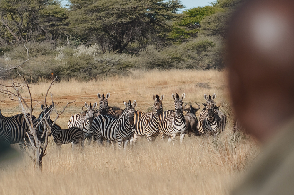 Kambaku-Wanderung-Zebras