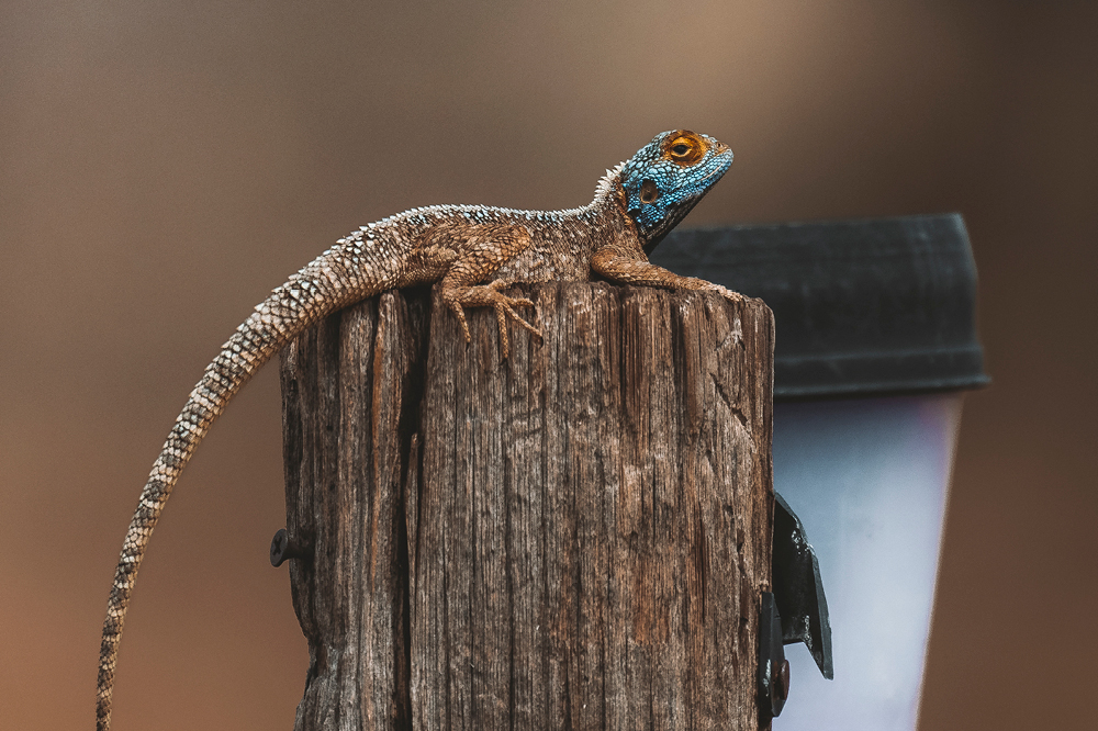 Chamaeleon