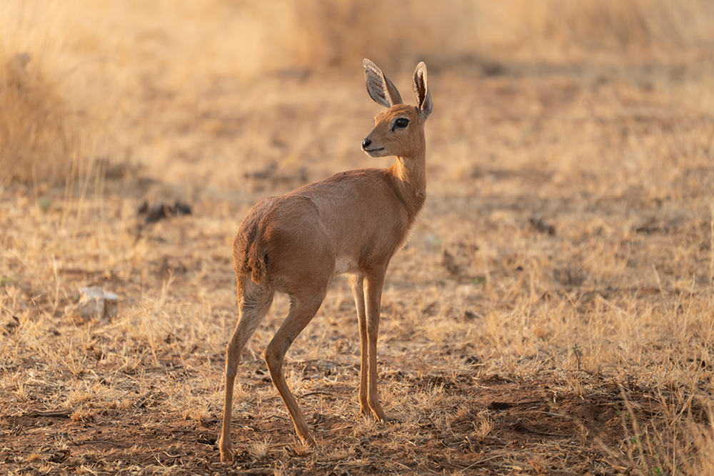 Dikdik