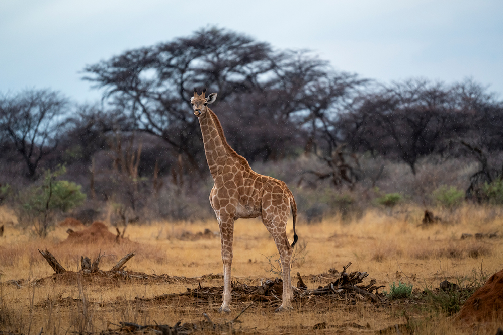 Giraffe-Baby