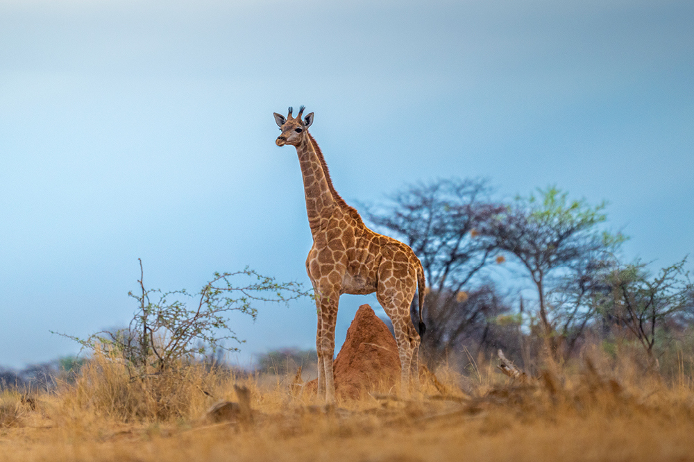 Giraffe