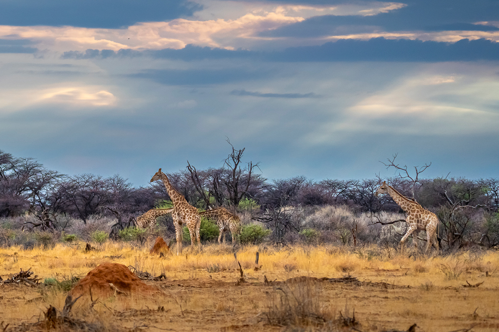 Giraffen