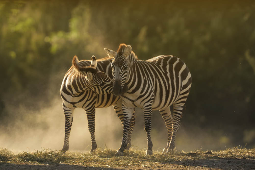 safari urlaub afrika