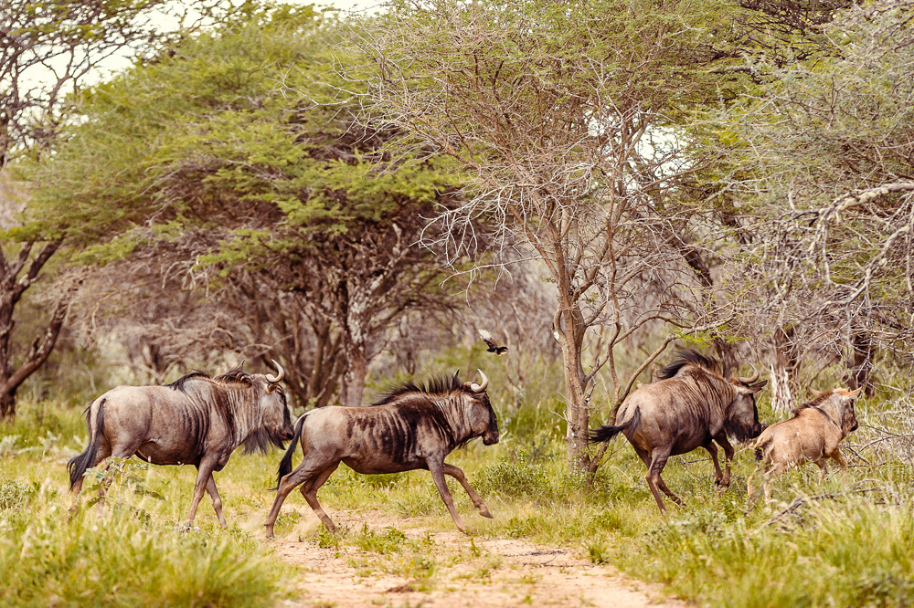 Wildlife_Kambaku_Galerie_17