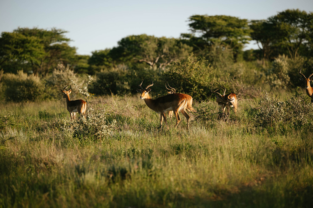 safari in namibia