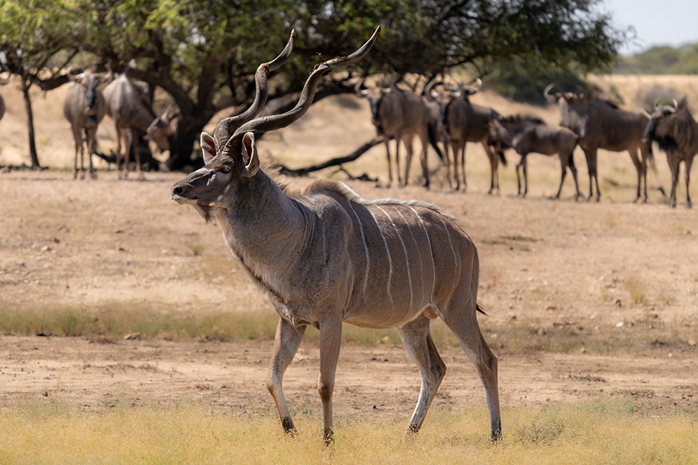 kudu-Gnus