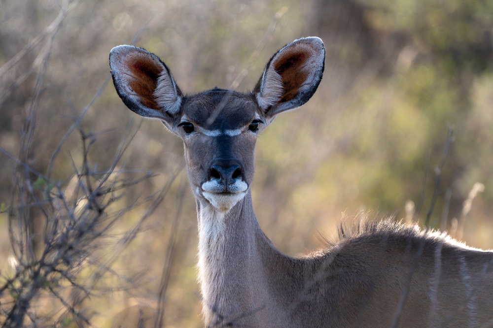 kudu