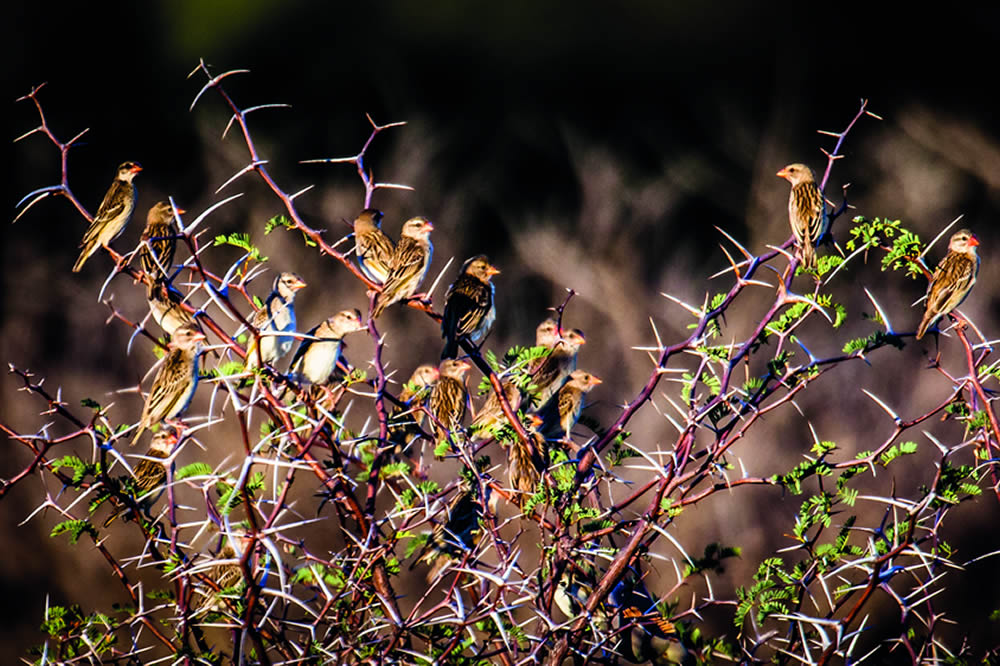 wildlife encounters in namibia