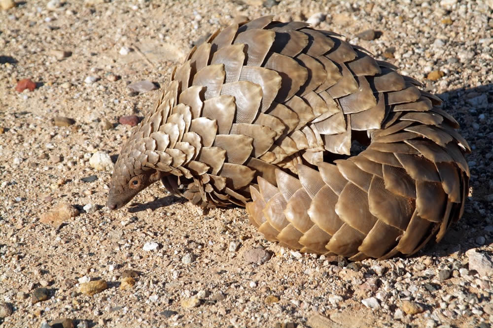 safari urlaub namibia