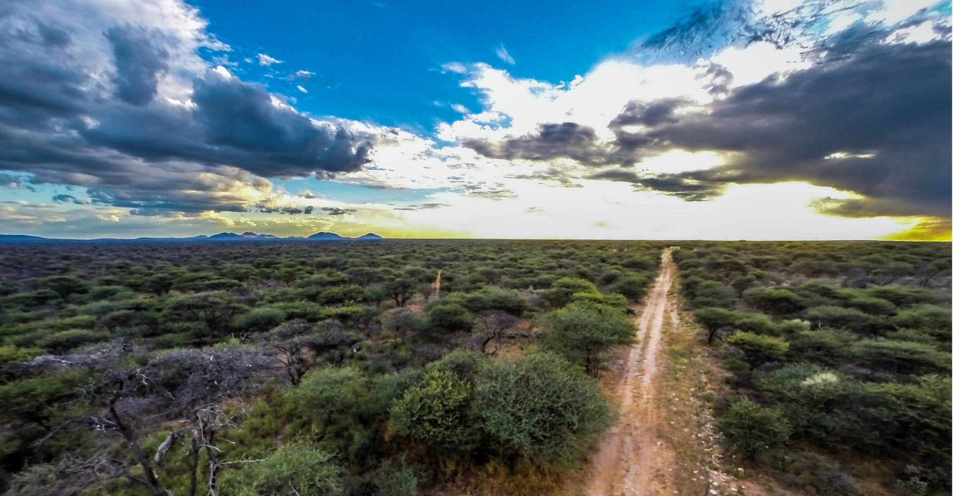 Kambaku-Header-Vegetation