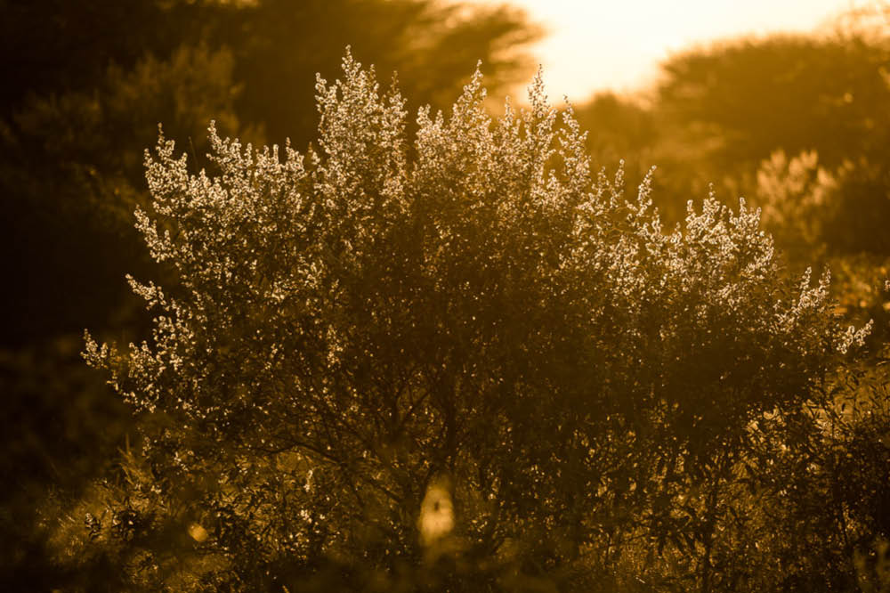 Kambaku-Vegetation-6