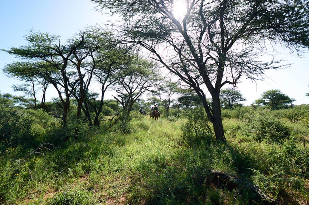 Kambaku-Vegetation-9