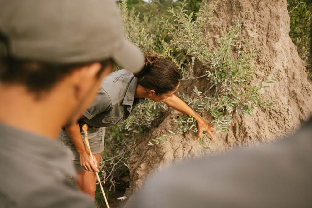 nature excursion and bush walks