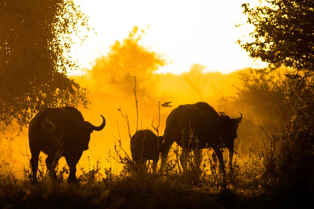 Kambaku-Safari-Caprivi-Etoscha