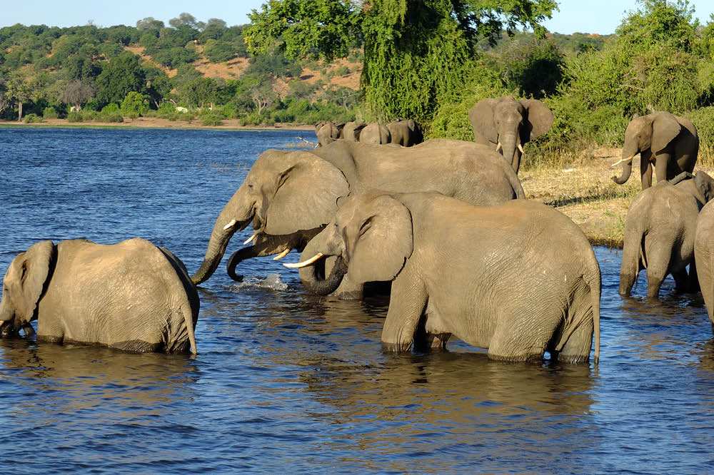 Kambaku-Safari-Caprivi-VicFalls-Chobe